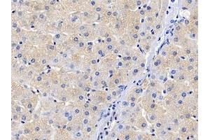 Immunohistochemistry (IHC) image for anti-Chemokine (C-C Motif) Ligand 21 (CCL21) (AA 24-134) antibody (ABIN7433810)
