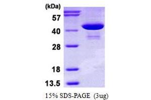 phosphoserine Aminotransferase 1 (PSAT1) (AA 1-370) protein (His tag)
