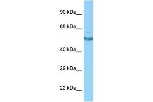 WB Suggested Anti-CAMK2G Antibody Titration: 1.