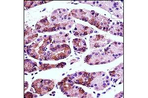 AGR2 Antibody (N-term) (ABIN657766 and ABIN2846743) immunohistochemistry analysis in formalin fixed and paraffin embedded human stomach tissue followed by peroxidase conjugation of the secondary antibody and DAB staining. (AGR2 Antikörper  (N-Term))