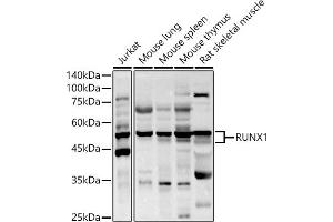 Western blot analysis of extracts of various cell lines, using RUNX1 antibody (ABIN3022803, ABIN3022804, ABIN3022805 and ABIN6219236) at 1:1000 dilution. (RUNX1 Antikörper  (AA 150-250))