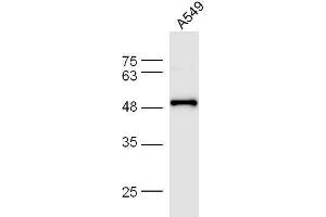 A549 cell lysates probed with Anti-F-Actin Polyclonal Antibody, Unconjugated  at 1:5000 for 90 min at 37˚C. (F-Actin Antikörper  (AA 1-50))