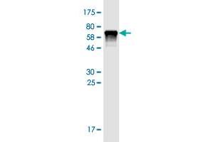 Western Blotting (WB) image for anti-WD Repeat Domain 73 (WDR73) (AA 1-378) antibody (ABIN2565988)