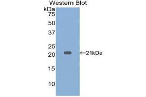 Western Blotting (WB) image for anti-Tumor Necrosis Factor alpha (TNF alpha) (AA 80-235) antibody (ABIN1860790) (TNF alpha Antikörper  (AA 80-235))