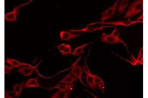 ABIN6276582 staining HeLa by IF/ICC. (SERPINB5 Antikörper  (Internal Region))