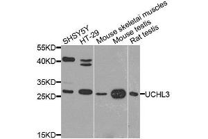 Western blot analysis of extracts of various cell lines, using UCHL3 antibody. (UCHL3 Antikörper  (AA 1-220))