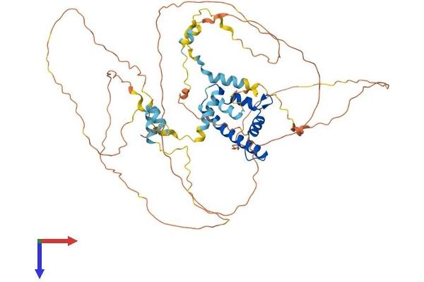 CENPT Protein (AA 1-561) (His tag)