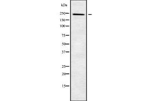 Western blot analysis NUP205 using A549 whole cell lysates (NUP205 Antikörper  (Internal Region))