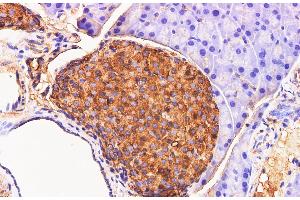 Immunohistochemistry of paraffin-embedded Mouse pancreas using Chromogranin A Polyclonal Antibody at dilution of 1:200 (Chromogranin A Antikörper)