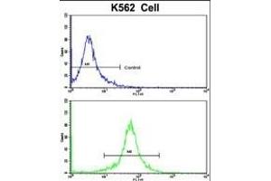 Flow cytometric analysis of K562 cells using TALDO1 Antibody (Center)(bottom histogram) compared to a negative control cell (top histogram). (TALDO1 Antikörper  (AA 186-215))