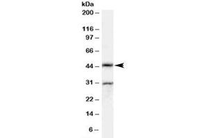 Western blot testing of rat testis lysate with Actl7b antibody at 0. (Actl7b Antikörper)