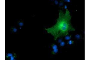 Anti-CD80 mouse monoclonal antibody (ABIN2452894) immunofluorescent staining of COS7 cells transiently transfected by pCMV6-ENTRY CD80 (RC206540). (CD80 Antikörper)