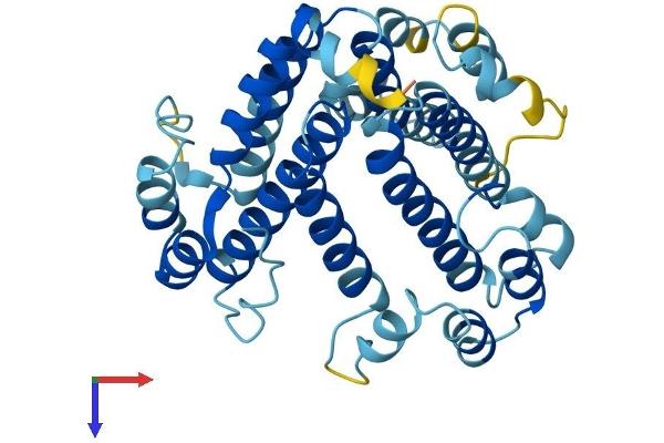ATP6V0D2 Protein (AA 1-350) (His tag)
