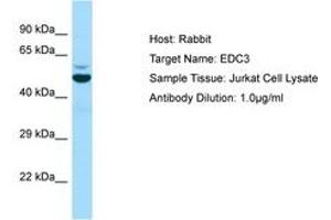 Image no. 1 for anti-Enhancer of mRNA Decapping 3 (EDC3) (AA 175-224) antibody (ABIN6749990)