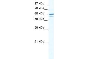 Western Blotting (WB) image for anti-Zinc Finger Protein 232 (ZNF232) antibody (ABIN2461236) (ZNF232 Antikörper)