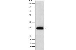 Western blot analysis of CD7 expression in human PBMC lysate.