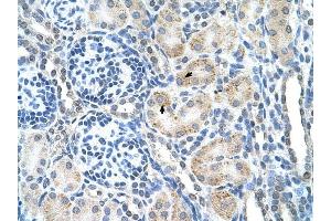 SPPL2B antibody was used for immunohistochemistry at a concentration of 4-8 ug/ml to stain Epithelial cells of renal tubule (arrows) in Human Kidney. (SPPL2B Antikörper  (N-Term))