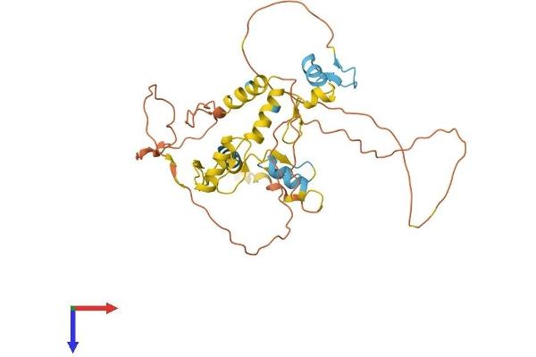 SCRT1 Protein (AA 1-348) (His tag)