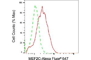 Flow cytometric analysis of MEF2C expression in Raji cells using MEF2C antibody (ABIN7799516), 1:2,000). (MEF2C Antikörper)
