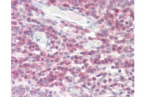 Anti-DPM1 antibody IHC staining of human tonsil. (DPM1 Antikörper  (AA 15-28))