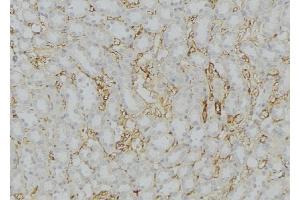 ABIN6272569 at 1/100 staining Mouse kidney tissue by IHC-P. (COX7B Antikörper  (Internal Region))