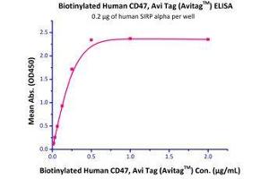 Immobilized Human SIRP alpha Protein, His Tag (Cat# SIA-H5225 ) at 2 μg/mL (100 μL/well) can bind Biotinylated Human CD47 Protein, Fc Tag (Cat# CD7-H82F6 ) with a linear range of 8-250 ng/mL. (CD47 Protein (CD47) (AA 19-139) (Fc Tag,AVI tag,Biotin))