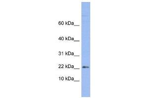 WB Suggested Anti-RPS24  Antibody Titration: 0.