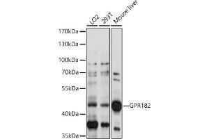 Western blot analysis of extracts of various cell lines, using GPR182 antibody (ABIN7267301) at 1:1000 dilution. (G Protein-Coupled Receptor 182 Antikörper  (AA 250-350))