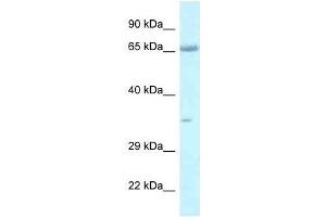 Western Blot showing Lzts1 antibody used at a concentration of 1. (LZTS1 Antikörper  (C-Term))