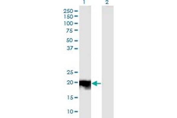 JDP2 antibody  (AA 1-163)