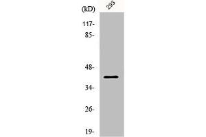Western Blot analysis of 293 cells using PAR4 Polyclonal Antibody (PAWR Antikörper  (C-Term))