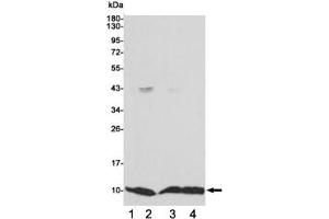 Western blot testing of 1) monkey COS7, 2) human MCF7, 3) human HCT116 and 4) human A549 cell lysates using S100A6 antibody 1:1000. (S100A6 Antikörper)