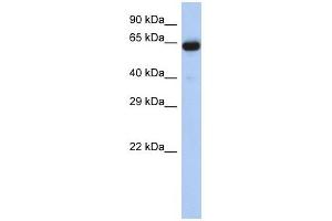 LRRTM1 antibody used at 1 ug/ml to detect target protein. (LRRTM1 Antikörper  (Middle Region))