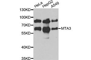 Western blot analysis of extracts of various cell lines, using MTA3 antibody. (MTA3 Antikörper)
