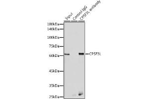 Immunoprecipitation analysis of 300 μg extracts of HeLa cells using 3 μg CPSF3L antibody (ABIN6130873, ABIN6138970, ABIN6138971 and ABIN6222240). (CPSF3L Antikörper  (AA 331-600))