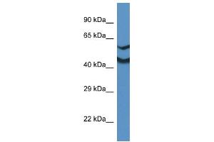 WB Suggested Anti-Ndrg2 Antibody   Titration: 1. (NDRG2 Antikörper  (Middle Region))