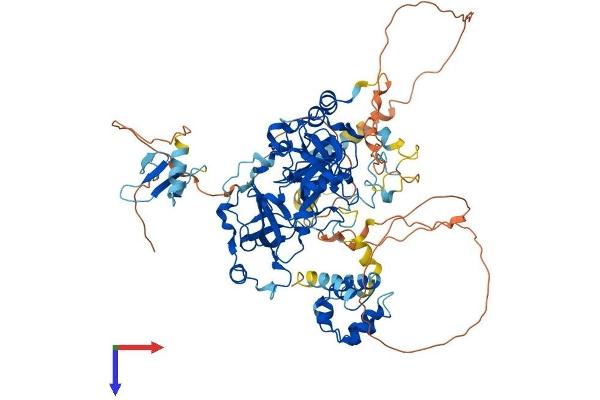L3MBTL3 Protein (AA 1-780) (His tag)