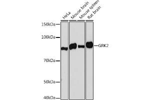 Western blot analysis of extracts of various cell lines, using GRK2 Rabbit mAb (ABIN7265504) at 1:1000 dilution. (GRK2 Antikörper)