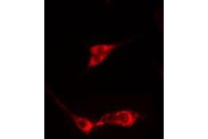 ABIN6275347 staining  HeLa cells by IF/ICC. (PEX3 Antikörper  (N-Term))