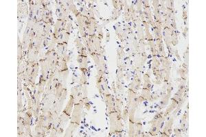 Immunohistochemistry analysis of paraffin-embedded rat heart using Connexin 43 Polyclonal Antibody at dilution of 1:300. (Connexin 43/GJA1 Antikörper)