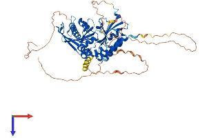 PIP5K1A Protein (AA 1-546) (His tag)