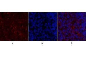 Immunofluorescence analysis of rat spleen tissue. (CXCL12 Antikörper  (C-Term))