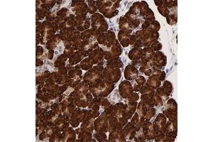 Immunohistochemical staining of human pancreas with ZNF74 polyclonal antibody  shows strong cytoplasmic positivity in exocrine glandular cells. (ZNF74 Antikörper)