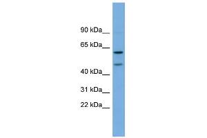WB Suggested Anti-OMG Antibody Titration:  0. (OMG Antikörper  (Middle Region))