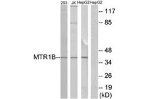 Western blot analysis of extracts from 293/Jurkat/HepG2 cells, using MTR1B Antibody. (Melatonin Receptor 1B Antikörper  (AA 301-350))