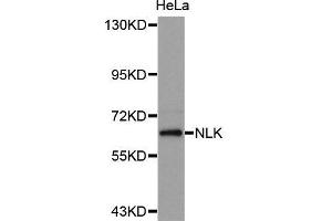 Western Blotting (WB) image for anti-Nemo-Like Kinase (NLK) (AA 278-527) antibody (ABIN3017553) (Nemo-Like Kinase Antikörper  (AA 278-527))