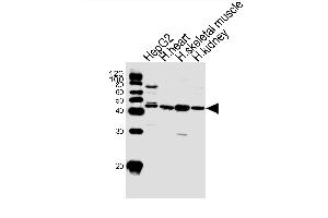 Western blot analysis of lysates from HepG2 cell line and human heart, skeletal muscle, kidney tissue lysate(from left to right), using SPHK1 Antibody (N-term P74) (ABIN391347 and ABIN2841368). (SPHK1 Antikörper  (N-Term))