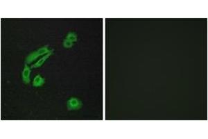 Immunofluorescence analysis of A549 cells, using OR4C13 Antibody.