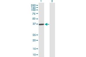Western Blot analysis of GLRX3 expression in transfected 293T cell line by GLRX3 MaxPab polyclonal antibody.