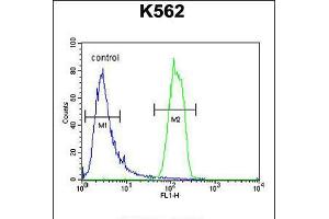 Flow cytometric analysis of K562 cells (right histogram) compared to a negative control cell (left histogram). (OR2M3 Antikörper  (C-Term))